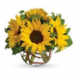 Sunny Sunflowers - Sweet Lily's Flowers